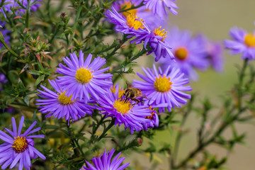 Fototapeta premium Bees pollinate colorful autumn asters.