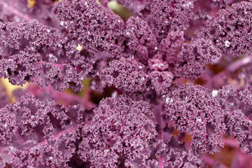 Decorative cabbage Nagoya JAPAN Brassica oleracea. Large bush of pink color.