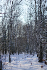 Beautiful winter landscape on a background of trees and forest. Christmas and New Year mood. Snowfall and the view as in a fairy tale