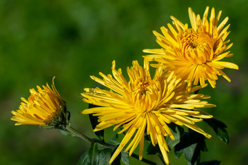 Colorful autumn asters in the flowerbed.