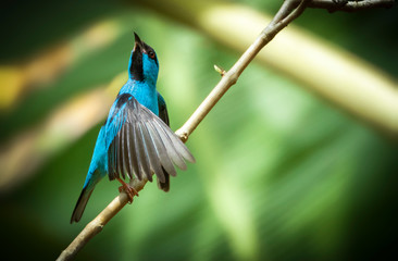 Blue Dacnis