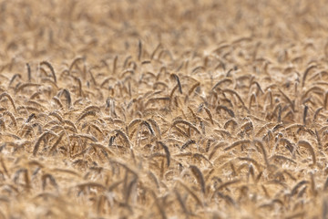 Fields of wheat, Auvergne, France.