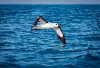 Albatroz