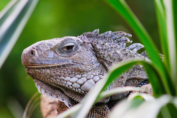  iguana