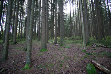 Schwarzwald im Herbst