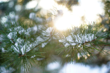 Beautiful winter background with pine in a snowy forest. Beautiful Christmas trees in a snowdrift and snowflakes. Stock photo for the new year