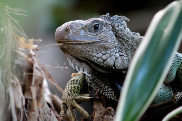  iguana