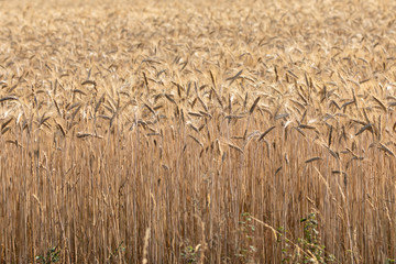 Fields of wheat, Auvergne, France.