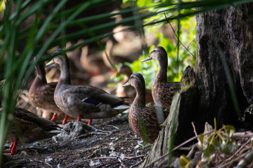 A flock of ducks on the lake in the grass looks towards the sunset