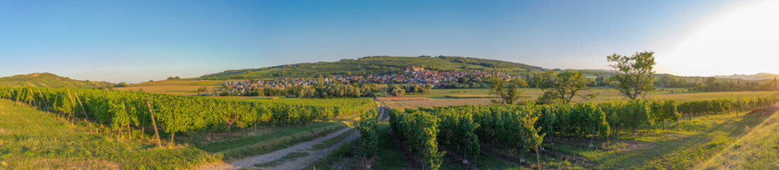 Fototapeta na wymiar Dangolsheim, France - 09 17 2019: Panoramic view of the vineyards and the village at sunset.