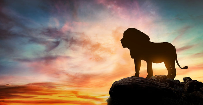 African sunset with the silhouette of a large adult lion above a rock