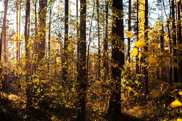outdoor landscape seasonal, golden autumn wild forest