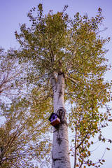 Fototapeta premium bird house on oak tree in autumn 