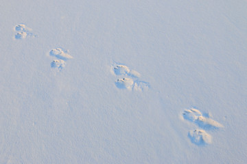 animals walk traces in the snow