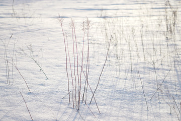 Snow-white snow and the earth sheltered by it. Countryside and snowfall. Winter dunes and mountains of snowflakes. Stock background.