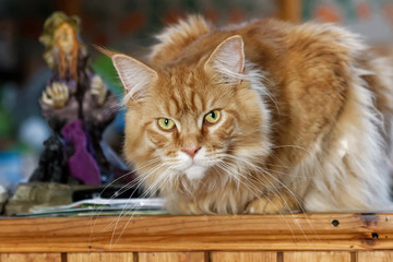 Chat Maine Coon en gros plan