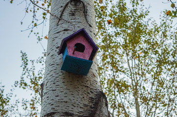 bird house on oak tree in autumn 