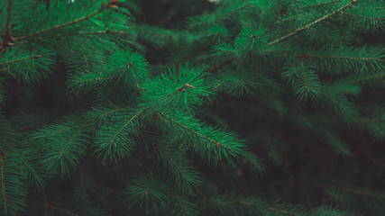 Texture of Christmas tree branches. A nice green fir branches. Atmospheric background for the mood of winter holidays. Close up.