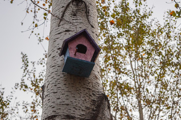 bird house on oak tree in autumn 