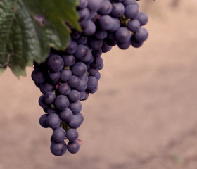 Weintrauben