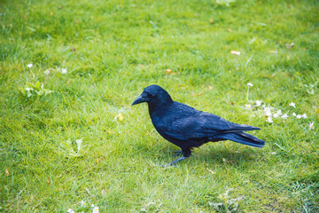 wild black raven on green grass in summer park closeup