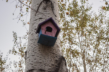 bird house on oak tree in autumn 