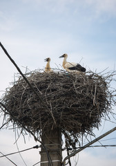 White storks in a big nest on electric pole among wires in Transylvania village. Romania