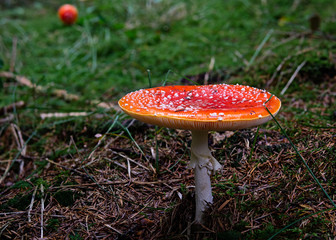 ausgewachsener Fliegenpilz im Wald