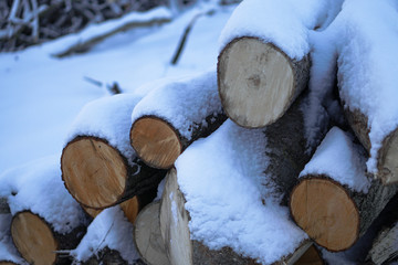 Winter landscape with harvesting firewood in the forest. Forest sawmill and logs covered with snow. Stock photo for design