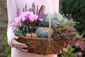 Korb mit Kürbis und Herbstblumen in Pink und Grün in Frauenhänden