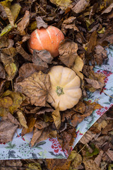 Two pumpkins in autumn leaves