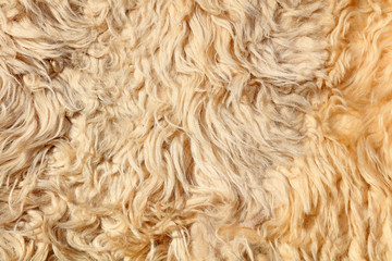 Wool texture