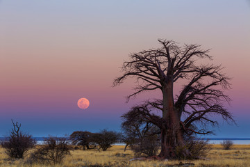 The full moon rise next to a large baobab tree