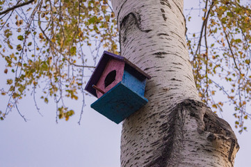 bird house on oak tree in autumn 