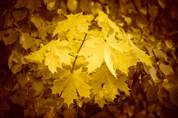 autumn maple tree branch with yellow leaves.