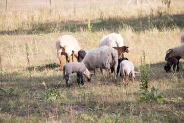ziege