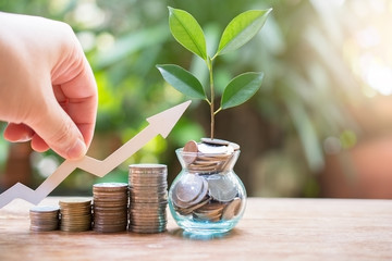 plant money coins saving growth up increase to profit interest for concept investment mutual fund...