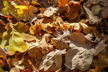 Fallen oak leaves in the autumn forest.