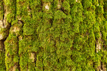 Texture of the bark of an old tree covered by moss.