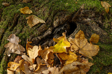 Oak leaves on an old moss-covered tree stump.