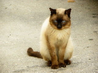 Siamese cat on the street