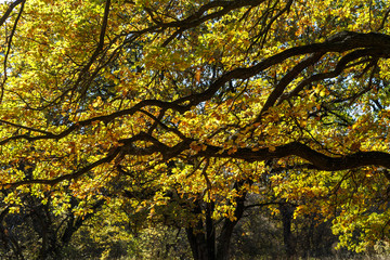 Obraz premium Oak branches with yellow leaves on a background of blue sky. Autumn in the forest.