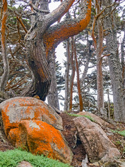 trees at Cyprus Cove Trail at Point Lobos