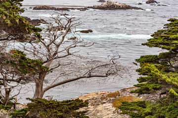 Obraz na płótnie Canvas Cyprus Cove Trail at Point Lobos, California