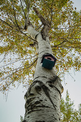 Fototapeta premium bird house on oak tree in autumn 