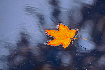 multi-colored bright autumn maple leaf in water, a puddle after rain