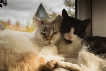 White and black cats lie on a windowsill in the sun