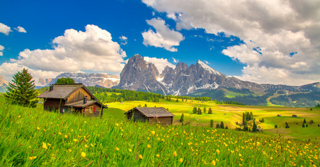 Alpe di Siusi - Seiser Alm avec Sassolungo - groupe de montagne Langkofel en arrière-plan au coucher du soleil. Fleurs de printemps jaune et chalets en bois dans les Dolomites, Trentino Alto Adige, Tyrol du Sud, Italie, Europe