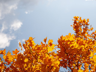 autumn leaves maple against the blue sky