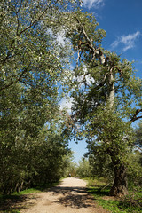 Camino entre árboles.